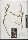 Foto von Salix L.